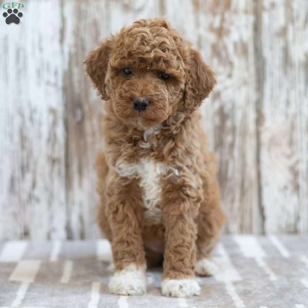 Harmony, Mini Labradoodle Puppy